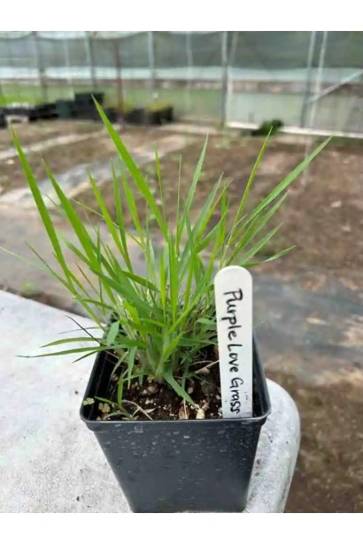 Eragrostis spectabilis горщик в садовому центрі